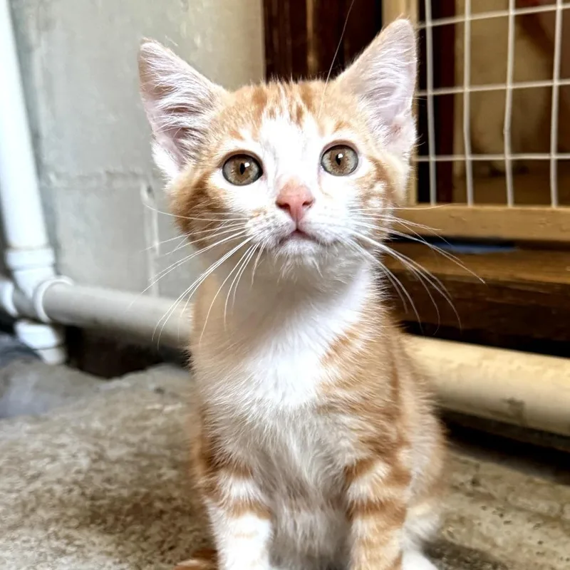 A baby small-sized male Orange / Red Domestic Short Hair cat named Oden for adoption in Muncie, IN