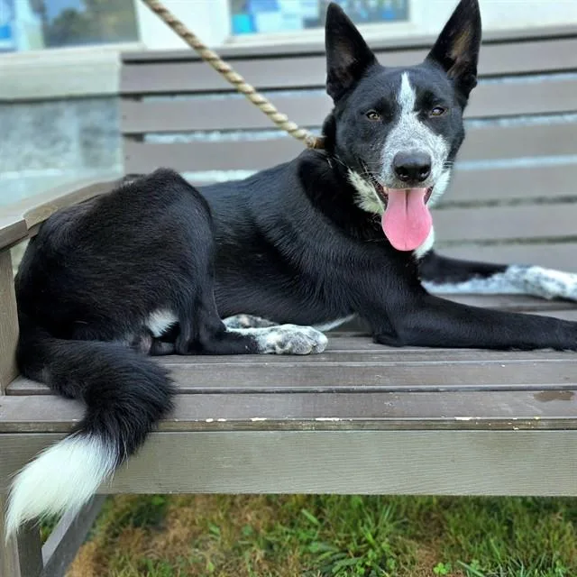 A young large-sized male Border Collie dog named Smokey Joe for adoption in Long Beach, CA