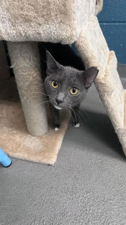 A young medium-sized male Domestic Short Hair cat named Smokey for adoption in Dothan, AL