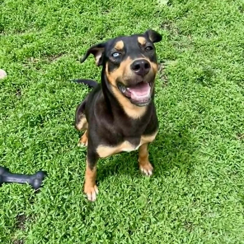An adult medium-sized female Rottweiler dog named Vada for adoption in Rushville, IL