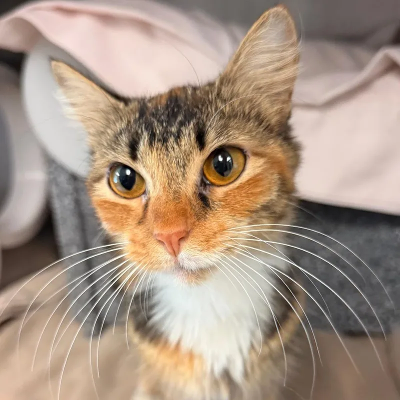 A young small-sized female Torbie Domestic Medium Hair cat named Sunny for adoption in Birdsboro, PA