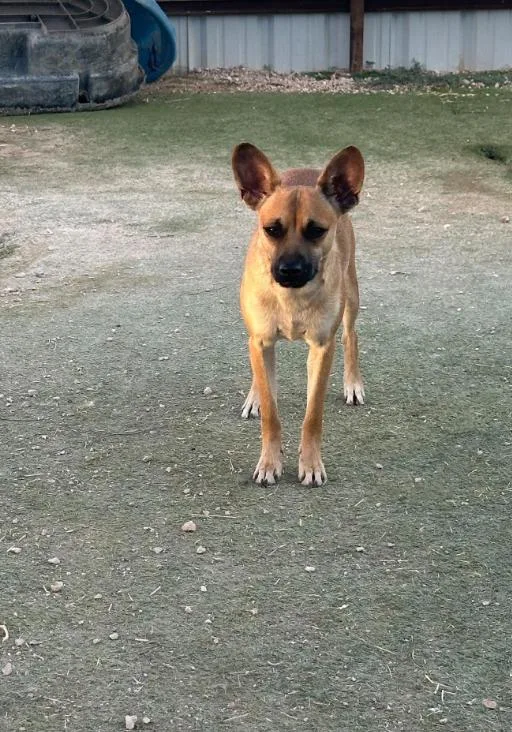 A young small-sized male Chihuahua dog named Paco in TX for adoption in Cranston, RI