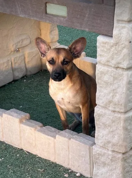 Paco in TX thumbnail 2