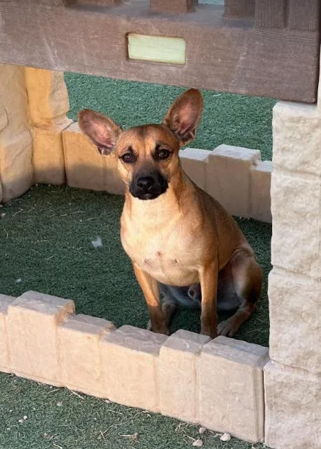 Paco in TX thumbnail 3