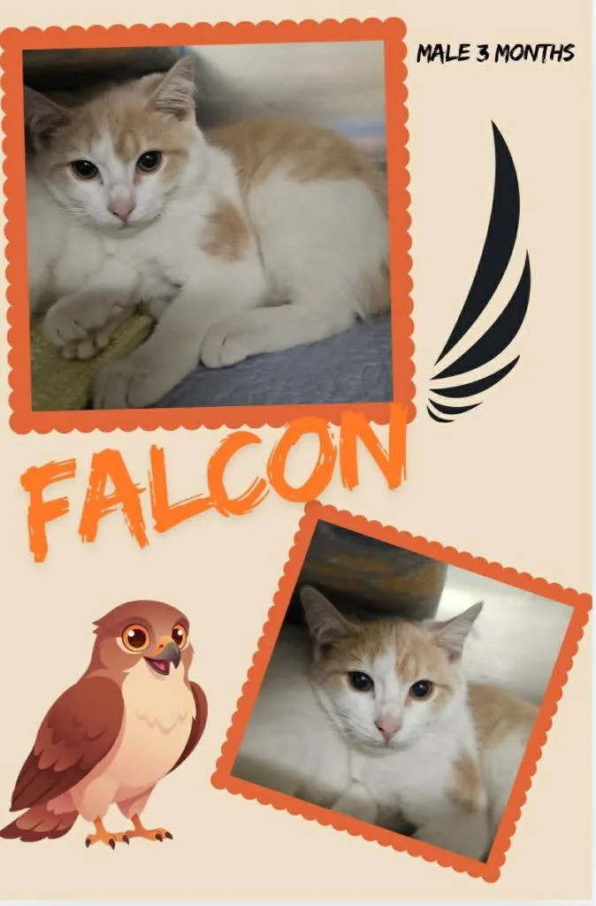 A baby large-sized male Domestic Short Hair cat named Falcon for adoption in Blountville, TN