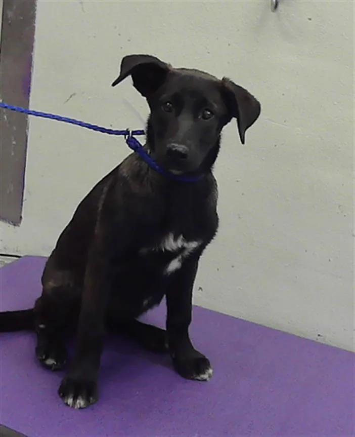 A baby small-sized female Labrador Retriever dog named Ginger for adoption in Houston, TX