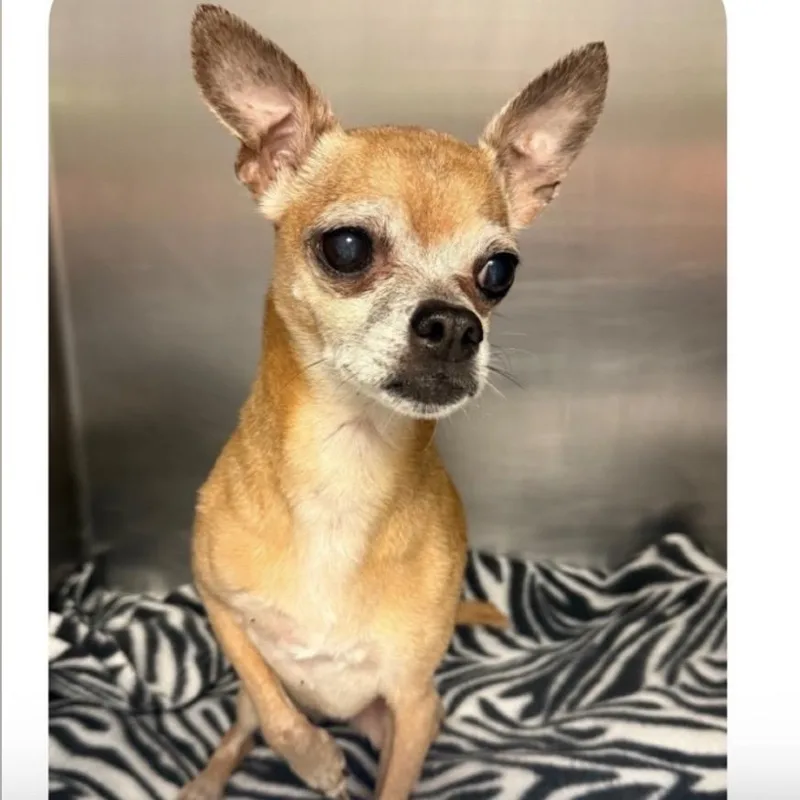 An adult small-sized female Yellow / Tan / Blond / Fawn Chihuahua dog named Lupita for adoption in Baton Rouge, LA