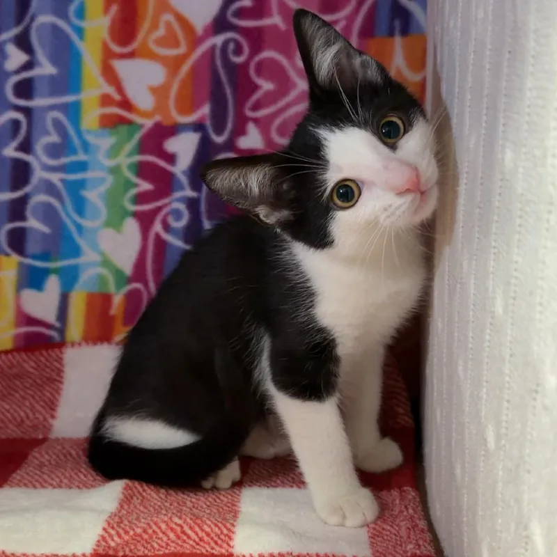 A baby small-sized male Black Domestic Short Hair cat named Dumbo for adoption in Naples, FL