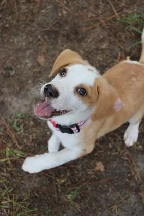 A young small-sized male Hound dog named B Clay for adoption in North Charleston, SC