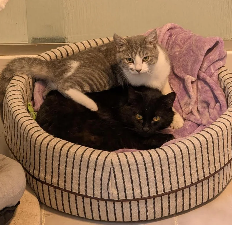 An adult medium-sized male Black Domestic Short Hair cat named Katie & Batman for adoption in Cincinnati, OH