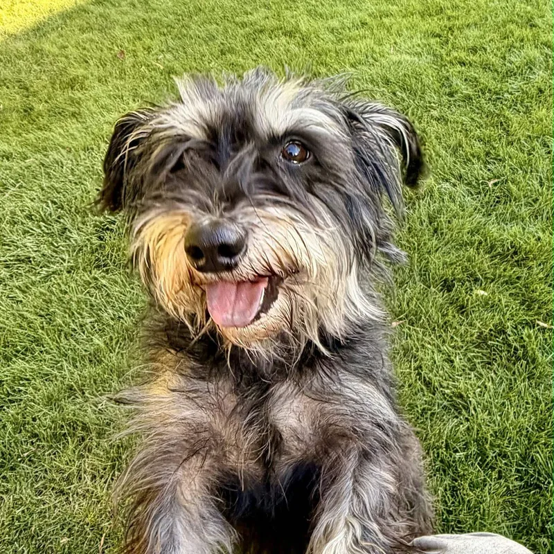 An adult small-sized female Cairn Terrier dog named Momma for adoption in West Richland, WA