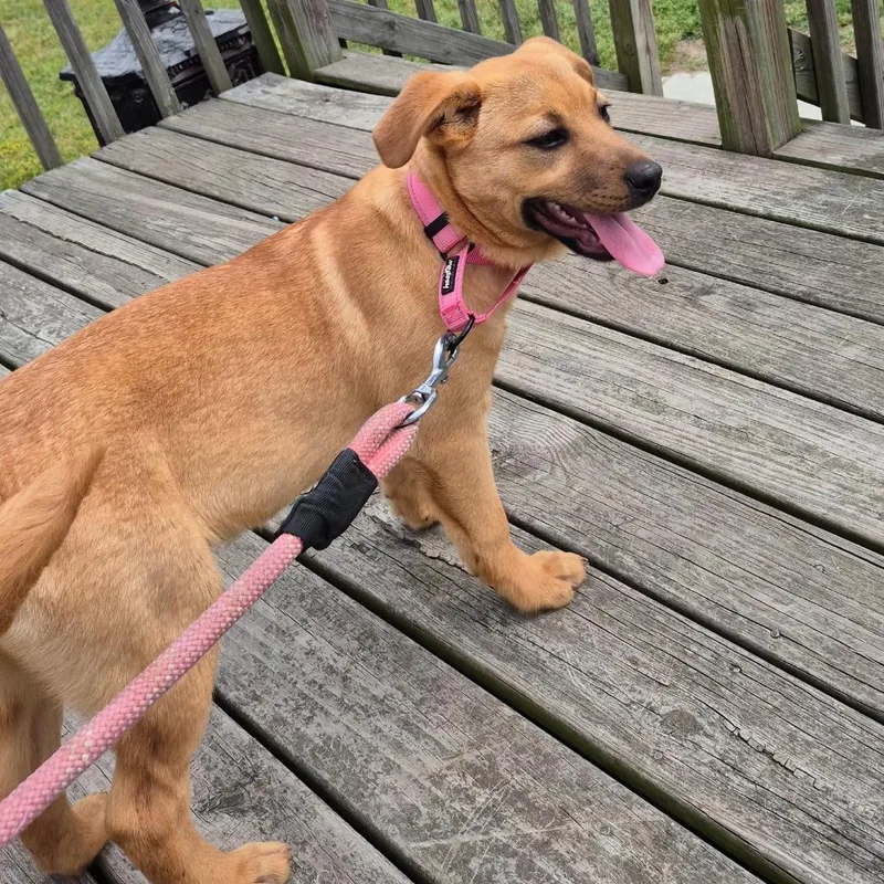 A baby medium-sized female Yellow / Tan / Blond / Fawn German Shepherd Dog dog named Grace for adoption in Myrtle Beach, SC
