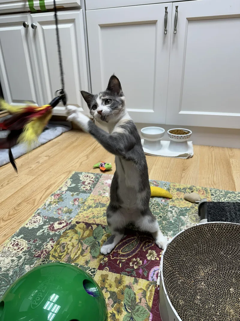 A baby medium-sized female Domestic Short Hair cat named Harper for adoption in Crystal Lake, IL