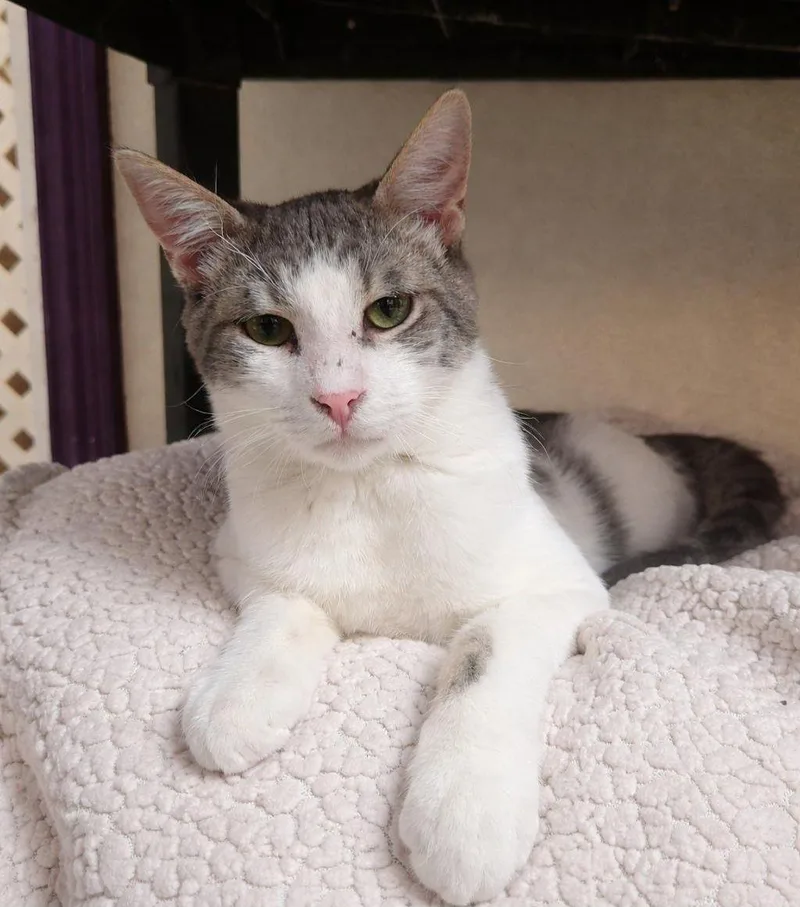 A young medium-sized male Tabby (Gray / Blue / Silver) Domestic Short Hair cat named Quincy for adoption in Lodi, CA