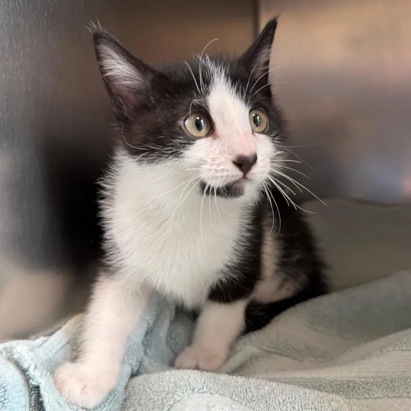 A baby small-sized male Black Domestic Short Hair cat named Yang for adoption in Council Bluffs, IA