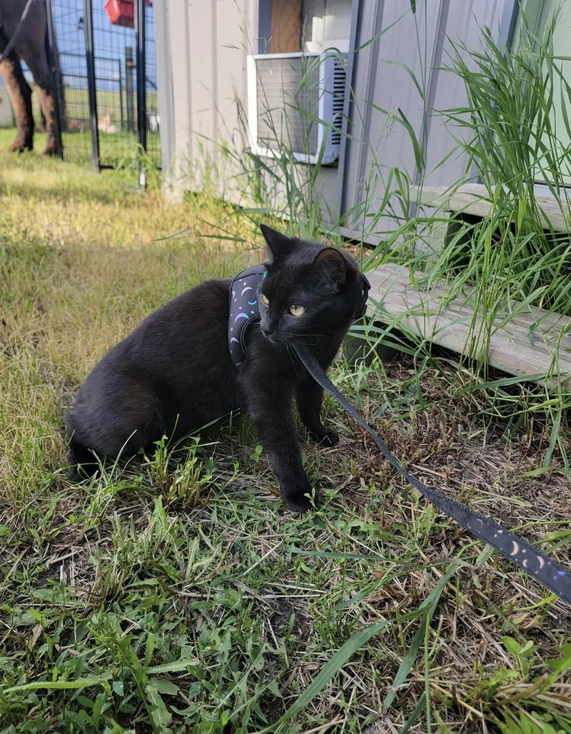 A young medium-sized male Black Domestic Short Hair cat named Potato Chip for adoption in Fertile, MN