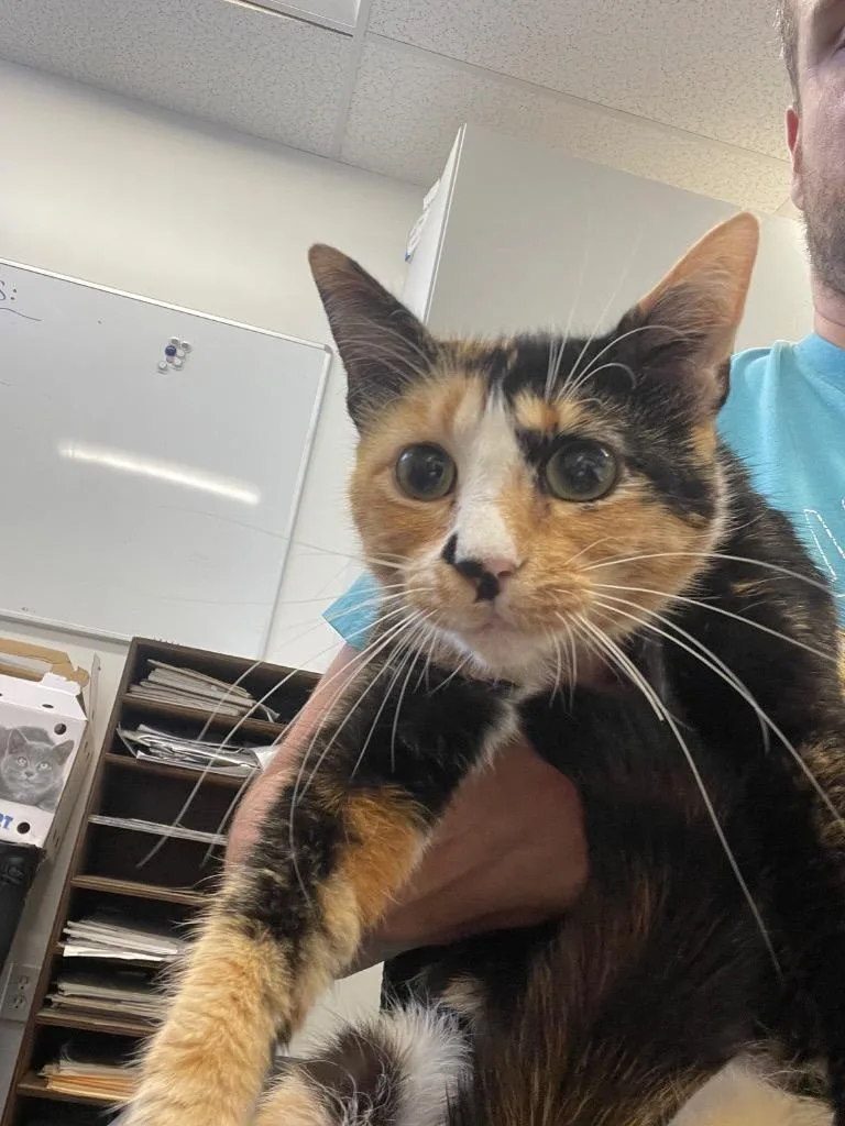 A young small-sized female Domestic Short Hair cat named Sleepy for adoption in Thousand Oaks, CA