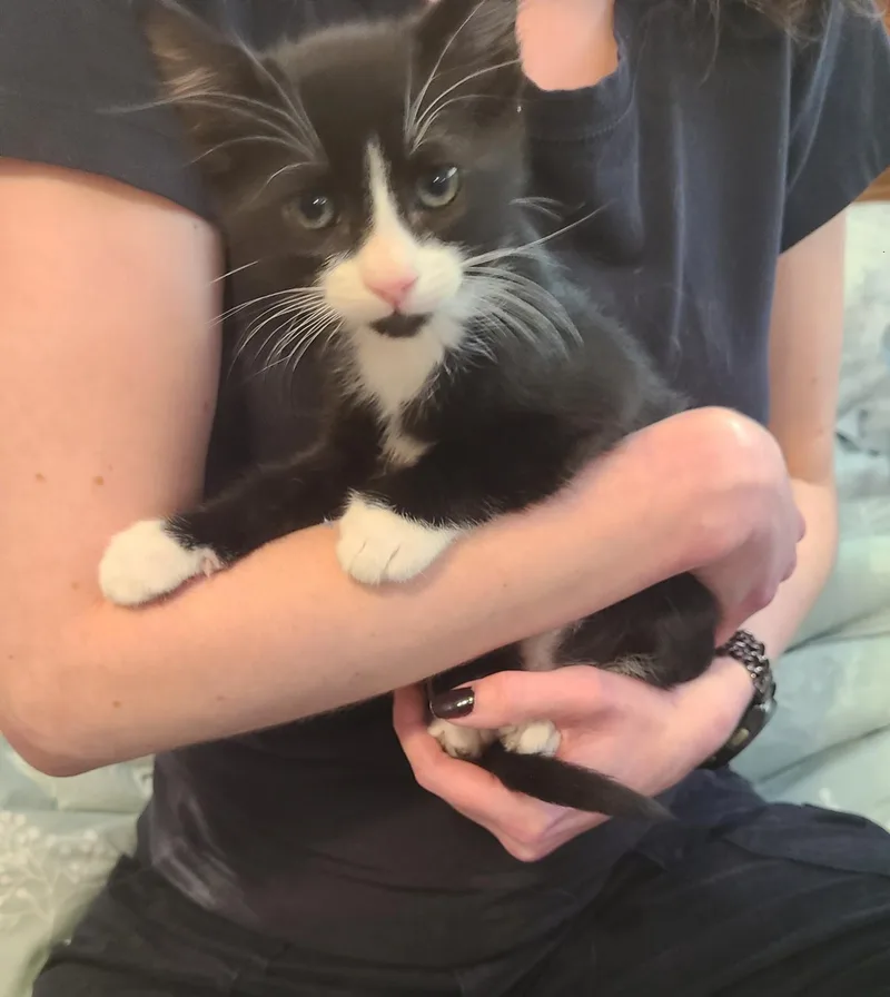 A baby large-sized male Black & White / Tuxedo Domestic Short Hair cat named Henry for adoption in Oceanside, CA