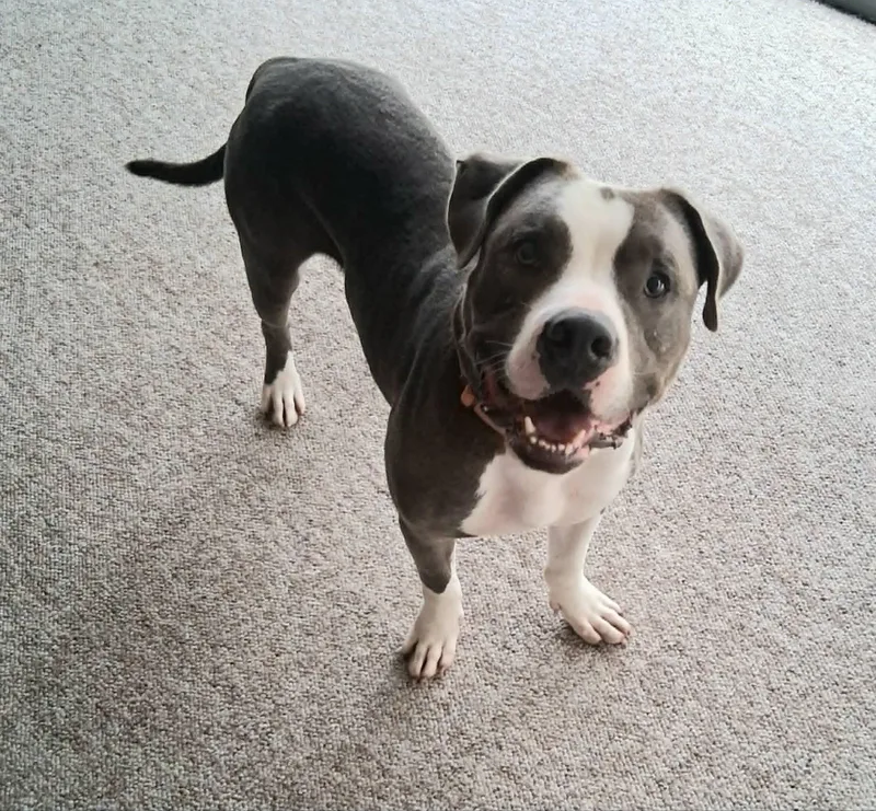 An adult medium-sized male Gray / Blue / Silver Pit Bull Terrier dog named Prince for adoption in Homer Glen, IL
