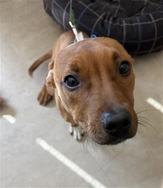 Caramel