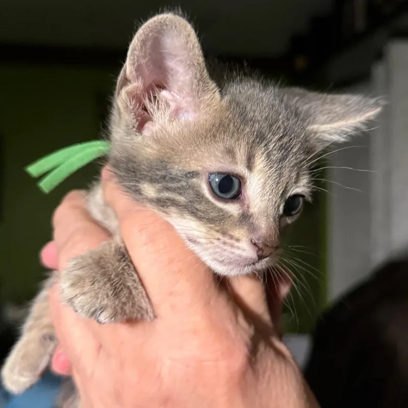 A baby small-sized male Gray / Blue / Silver Domestic Short Hair cat named Endive for adoption in Lauderhill, FL