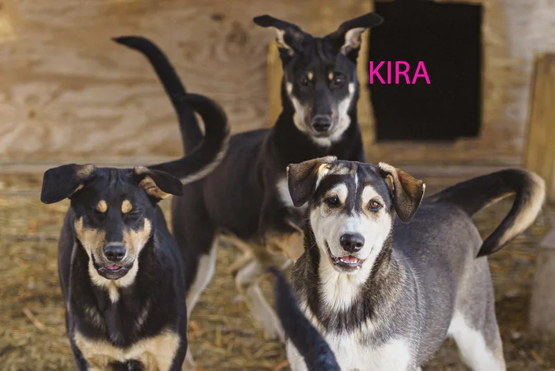 Kira thumbnail 5