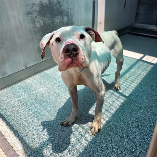 An adult large-sized male Pit Bull Terrier dog named Jupiter for adoption in Long Beach, CA