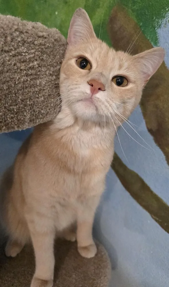 Peaches thumbnail 2