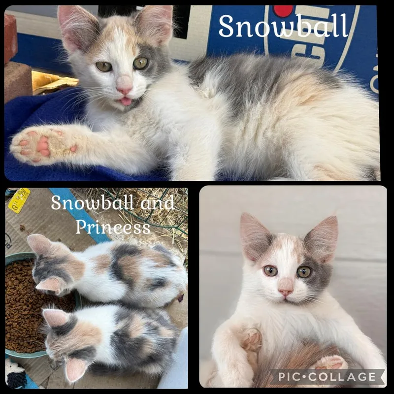 A baby small-sized female Orange & White Domestic Short Hair cat named Snowball for adoption in Beaumont, CA
