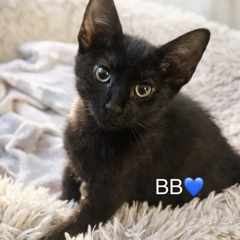 A baby small-sized male Black Domestic Short Hair cat named Bb for adoption in Peachtree City, GA
