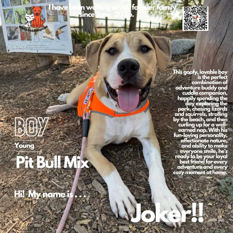 A young medium-sized male Yellow / Tan / Blond / Fawn Pit Bull Terrier dog named Joker for adoption in Westminster, CA