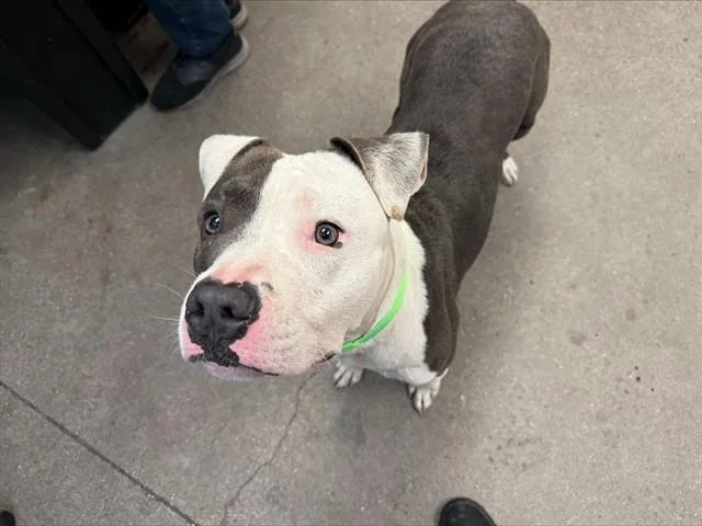 An adult large-sized male Pit Bull Terrier dog named Lucas for adoption in Tucson, AZ