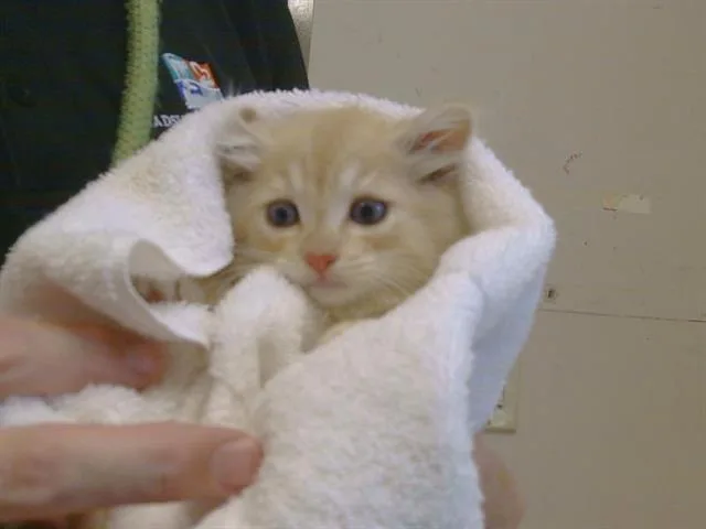 A baby small-sized male Domestic Short Hair cat named Copper for adoption in Sacramento, CA
