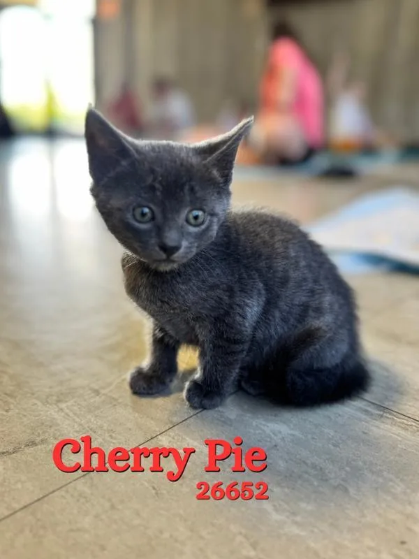 A baby small-sized female Domestic Short Hair cat named Cherry Pie for adoption in Oak Ridge, TN