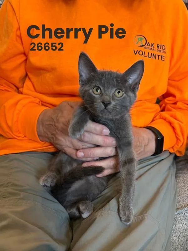 Cherry Pie thumbnail 2