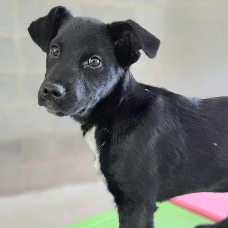 A baby small-sized female Black Black Labrador Retriever dog named Twinkie for adoption in Franklin, NC