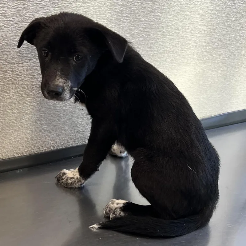 A baby small-sized male Black Mixed Breed dog named Toothless for adoption in Las Cruces, NM