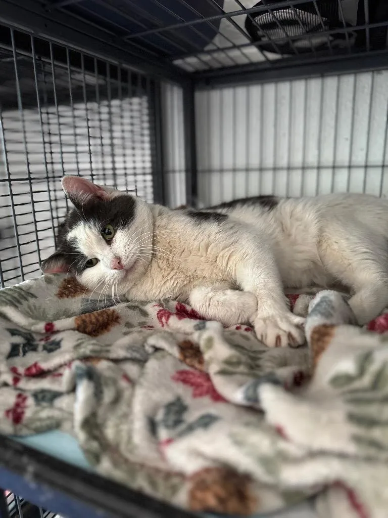 A young medium-sized male Domestic Short Hair cat named Big Papa for adoption in Johnson City, TN