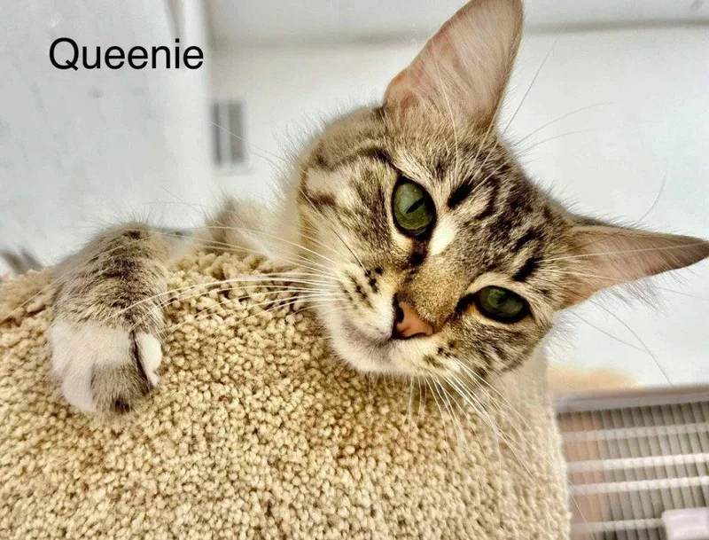 Queenie