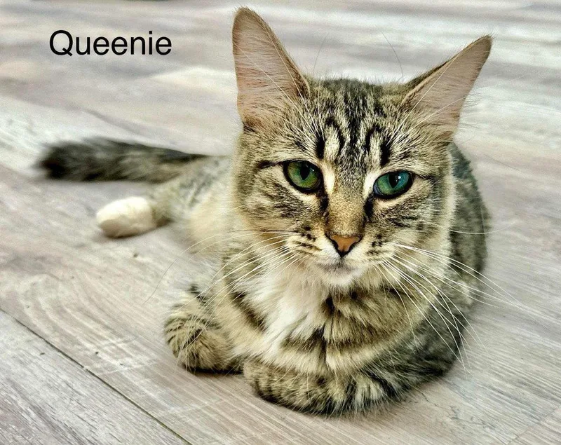 Queenie thumbnail 2