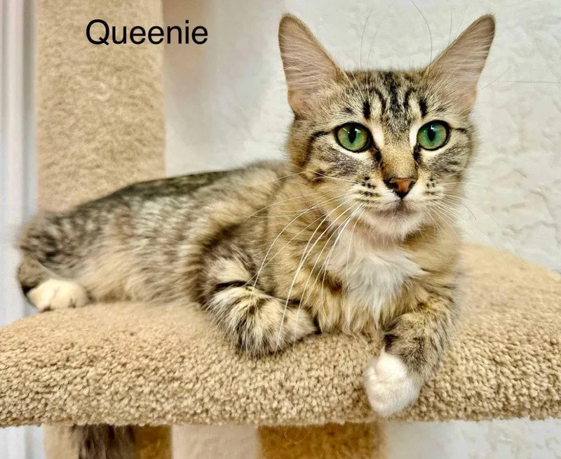 Queenie thumbnail 3