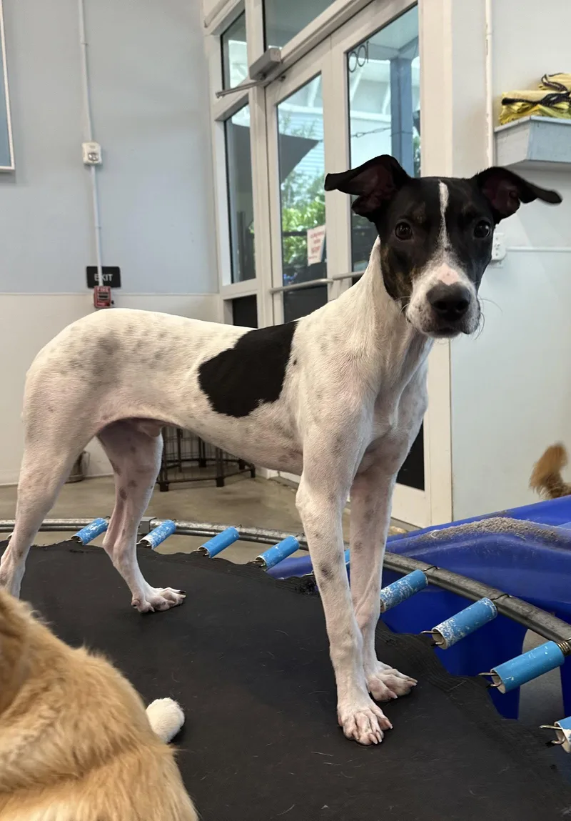 A young medium-sized male Pointer dog named Scout for adoption in Pompano Beach, FL