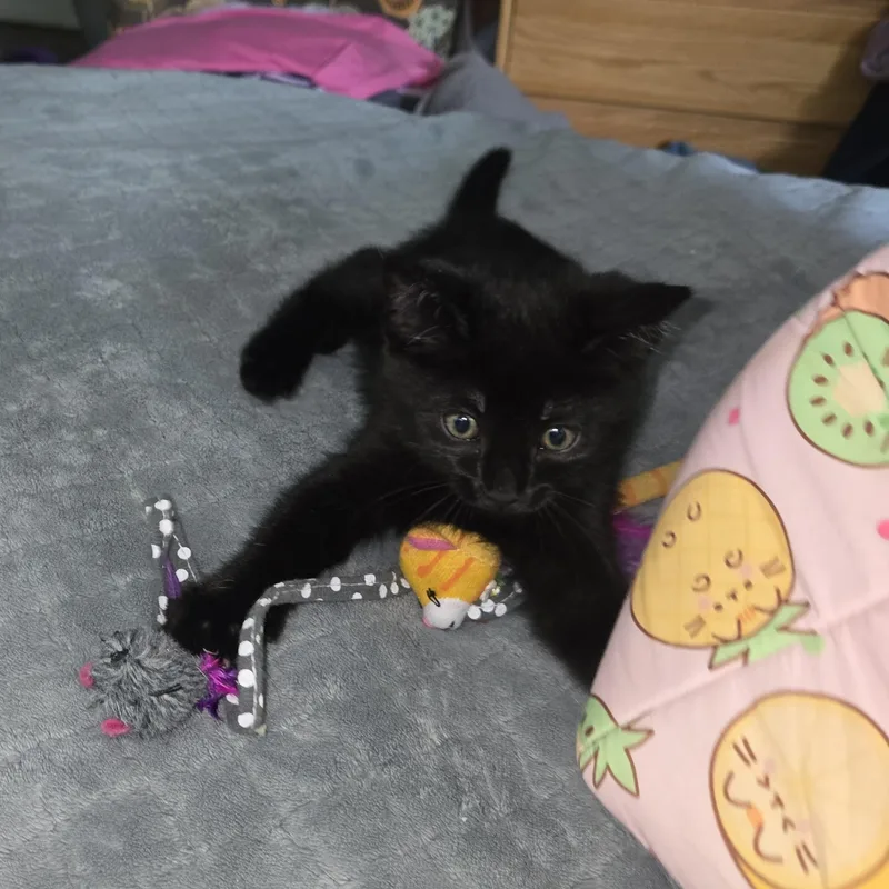 A baby medium-sized female Black Domestic Short Hair cat named Sweet Dee for adoption in Milwaukee, WI