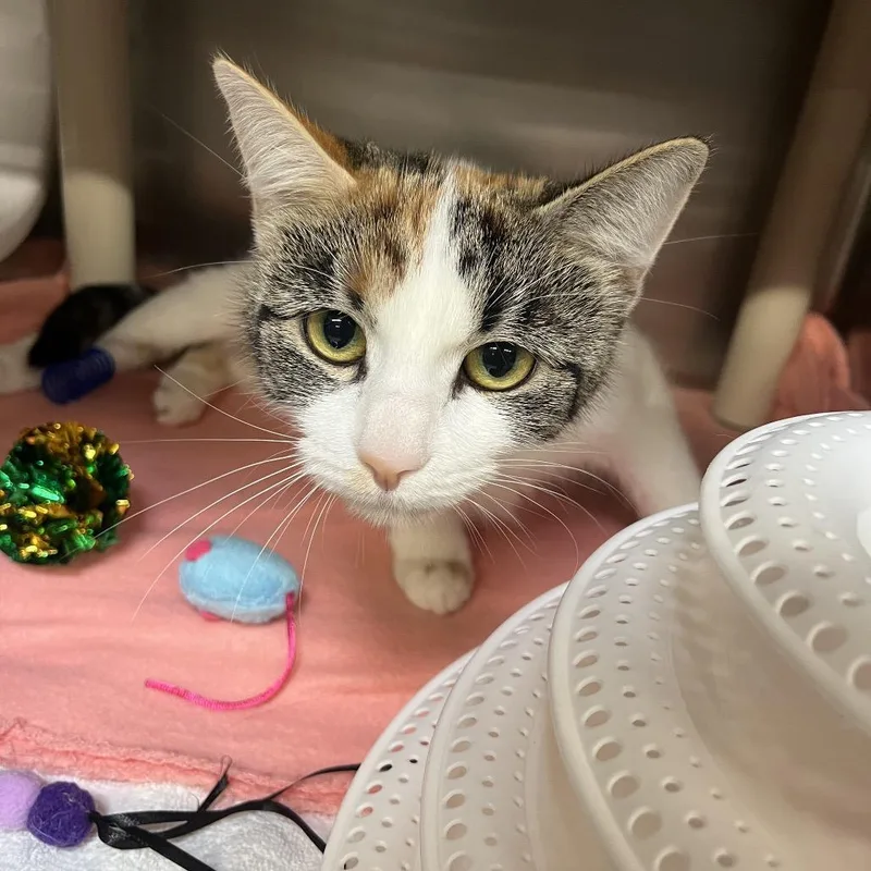 A young medium-sized female White Domestic Short Hair cat named Rheina for adoption in Mentor, OH