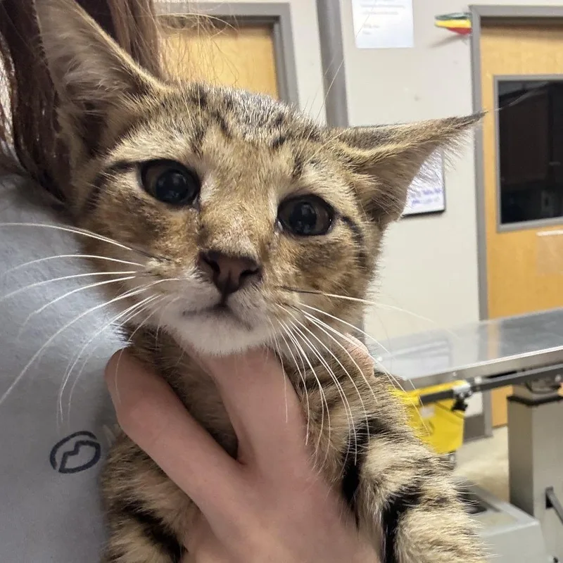 A baby small-sized male Brown / Chocolate Domestic Short Hair cat named Sriracha U for adoption in Tupelo, MS