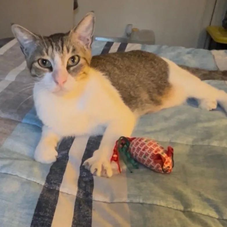 An adult large-sized male Tabby (Buff / Tan / Fawn) Domestic Short Hair cat named Marvin for adoption in Houston, TX