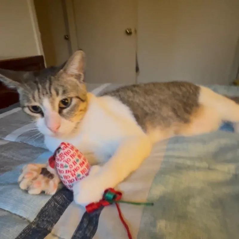 Marvin thumbnail 2