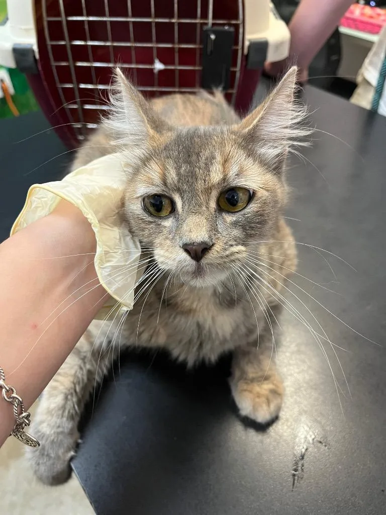 A young medium-sized female Domestic Long Hair cat named Riversong for adoption in New Braunfels, TX