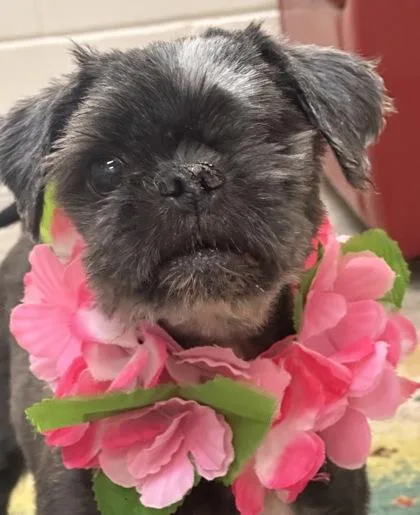 A senior small-sized male Black Mixed Breed dog named Dozer for adoption in Key West, FL