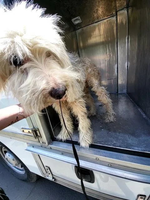 An adult medium-sized male Poodle dog named Duke for adoption in San Antonio, TX